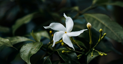 Jasmine: The Perfume of Nature's Secrets