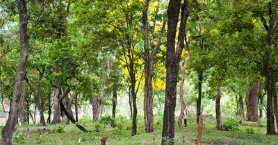 What is Sandalwood?